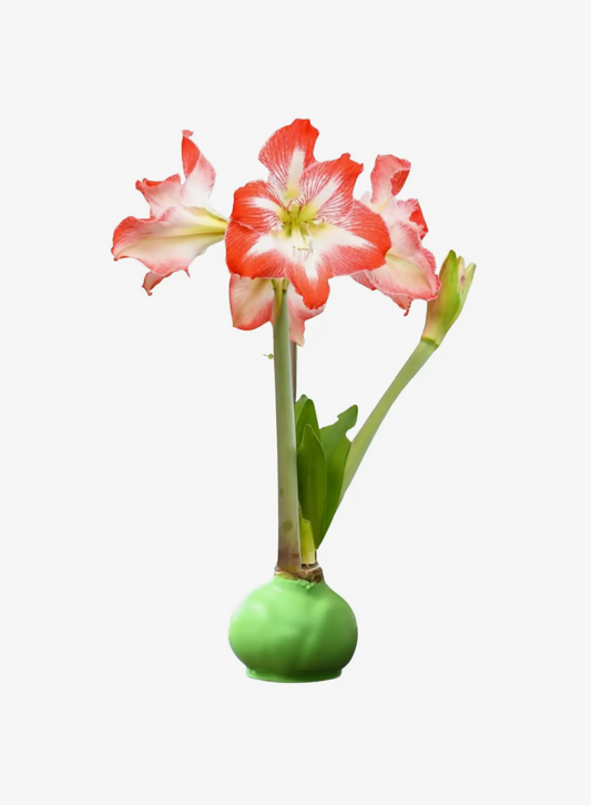 The Waxed Amaryllis Bulb