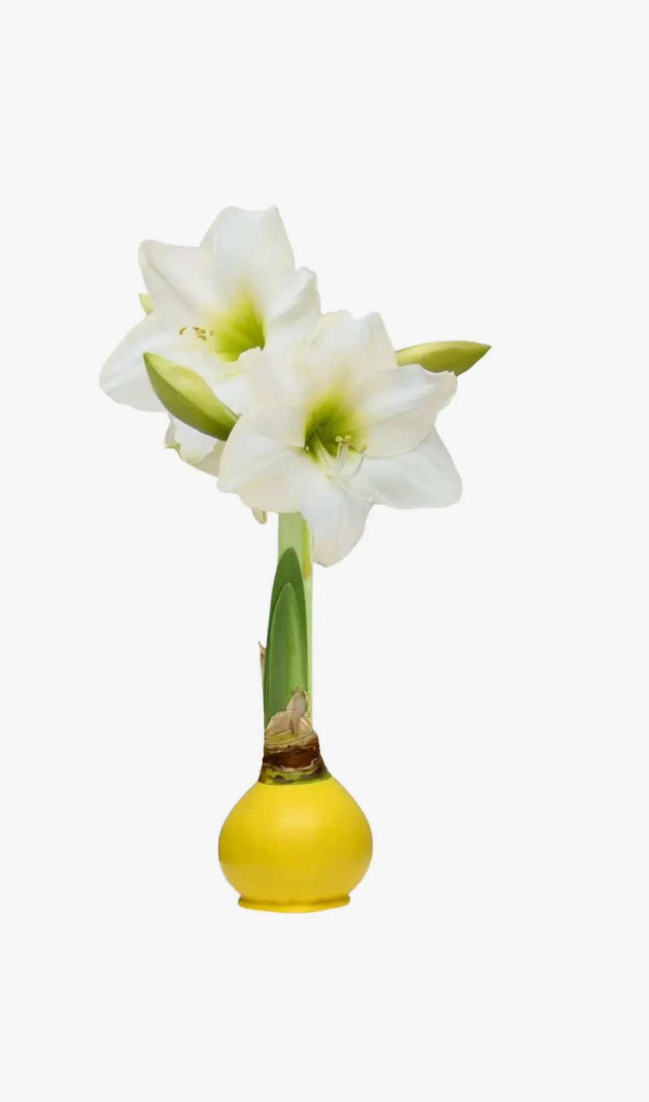 The Waxed Amaryllis Bulb