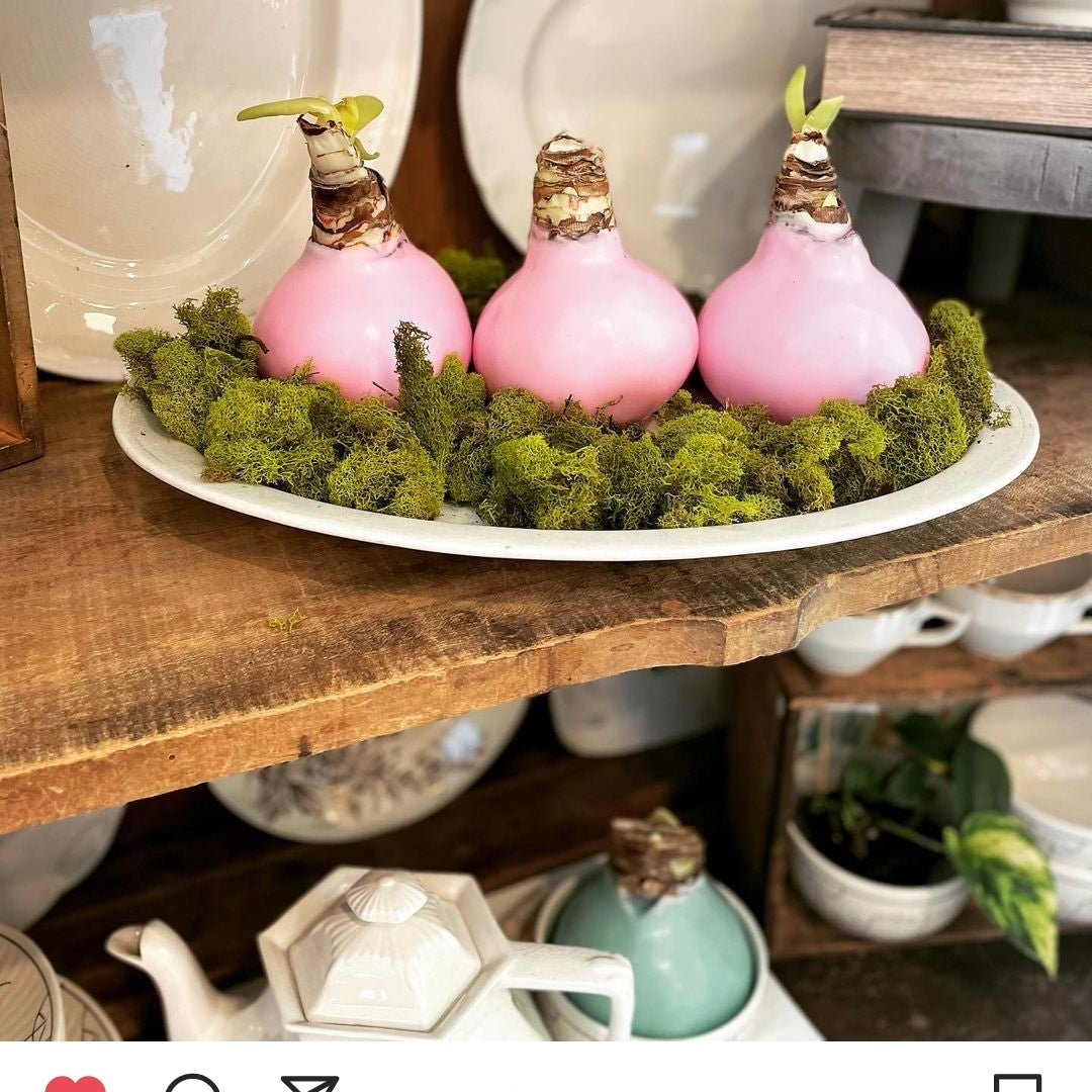 The Amaryliss Bulb