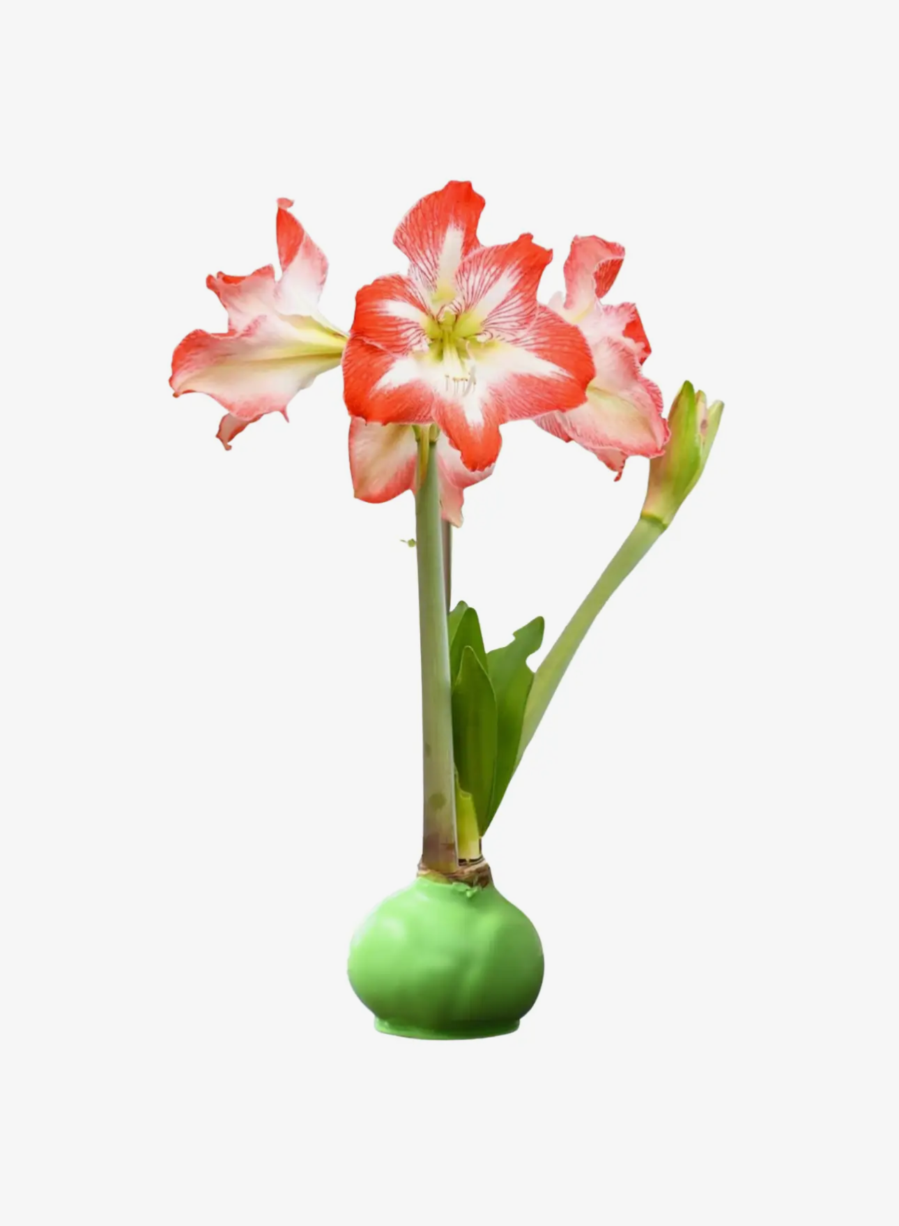 The Waxed Amaryllis Bulb