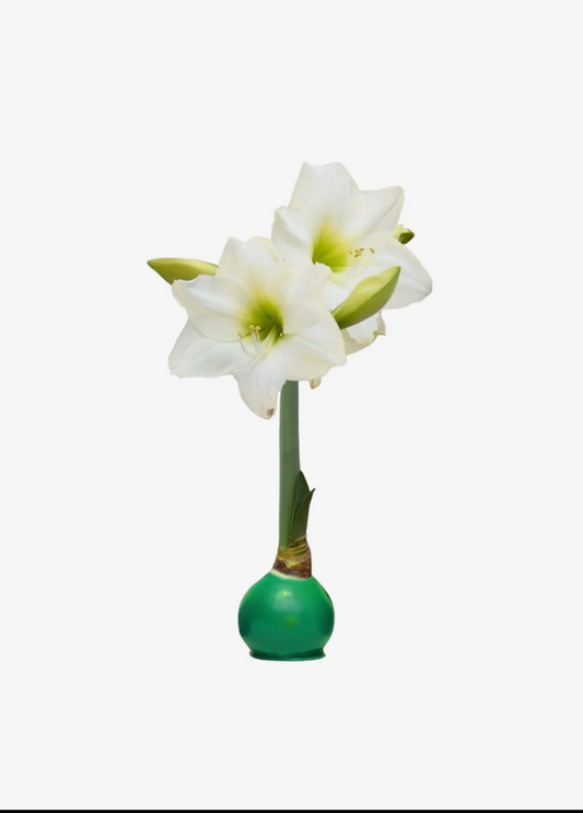 The Waxed Amaryllis Bulb