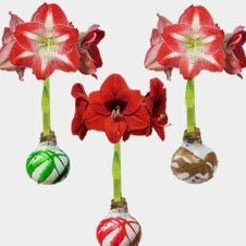 Splatter Waxed Amaryllis Bulb