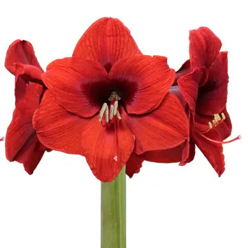 The Amaryliss Bulb