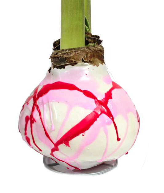 The Amaryliss Bulb
