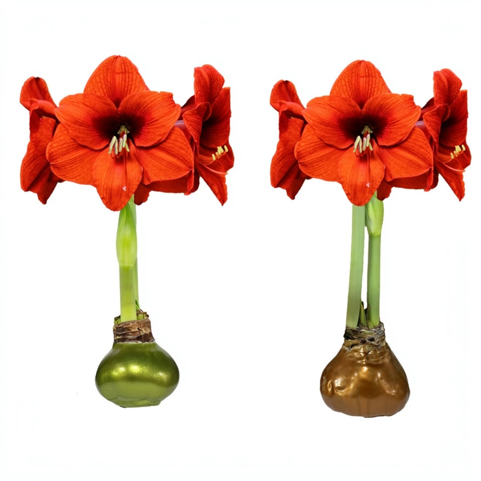 Sovereign Flower Waxed Amaryllis Bulb